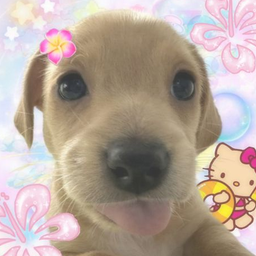 zoey