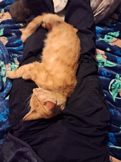 Luci
