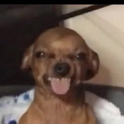 finn